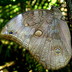 catoblepia xanthus nature