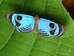 Semomesia sp. dorsal