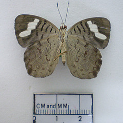 ectima iona ventral