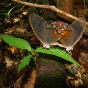 Haetera piera