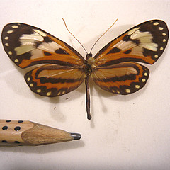 Hypothyris euclea dorsal