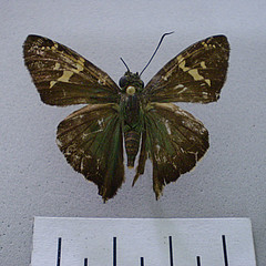 Aguna coelus female dorsal