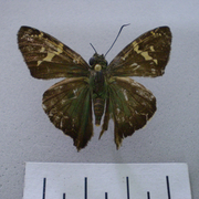 Aguna coelus