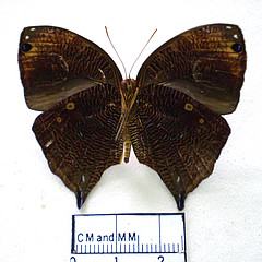 Bia actorion male ventral