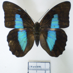 prepona pylene dorsal prepona pylene dorsal