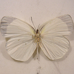 eurema albula ventral