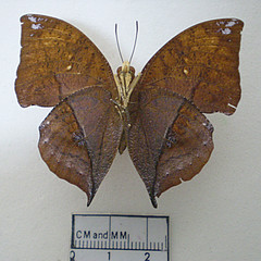 zaretis itys male ventral