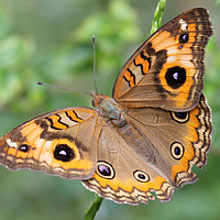 Junonia