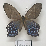 Pierella hyallinus