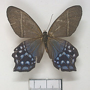 Pierella hyallinus Pierella hyallinus