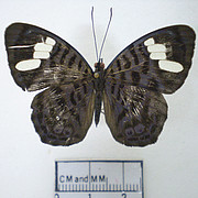 Ectima iona