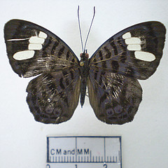 ectima iona dorsal