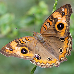 junonia evarete