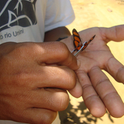 Eueides lybia