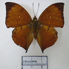 zaretis itys male dorsal