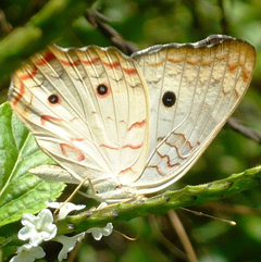 anartia jatrophe flowers