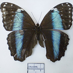 morpho helenor female dorsal