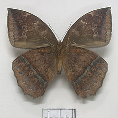 taygetis mermeria ventral