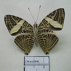 colobura dirce ventral