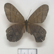 Pierella lamia