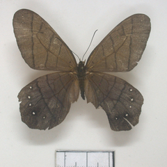 pierella lamia dorsal