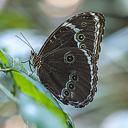 Morpho helenor