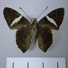 Autochton longipennis ventral