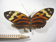 heliconius numata numata