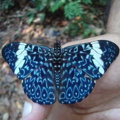 hamadryas arinome vista dorsal jb