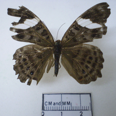 ectima thecla dorsal