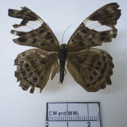 Ectima thecla