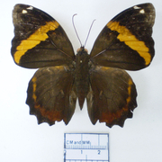 Opsiphanes quiteria