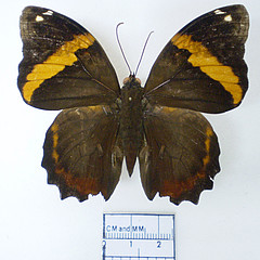 opsiphanes quiteria male dorsal