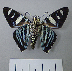 Elbella azeta ventral