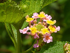 lantana