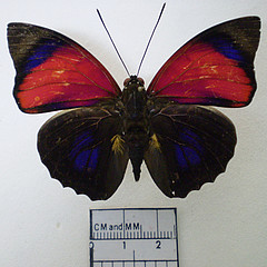 Agrias claudina dorsal