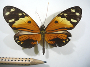 Heliconius numata Heliconius numata