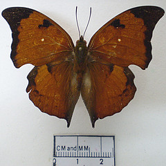 zaretis isidora male dorsal