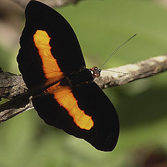 Catonephele acontius in nature