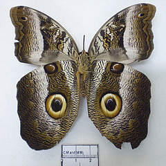 caligo suzanna female ventral