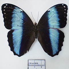 morpho helenor male dorsal