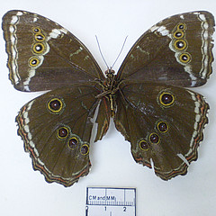 morpho helenor female ventral