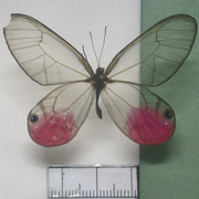 Cithaerias pireta