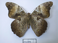 selenophanes cassiope ventral