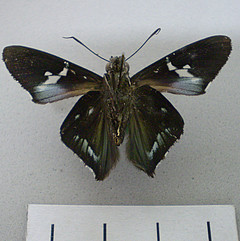 Chrysoplectrum perna ventral