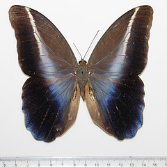 caligo idomeneus male dorsal