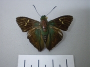 Chrysoplectrum pervivax