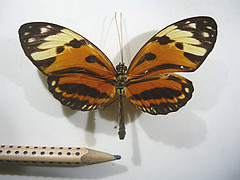 heliconius numata superioris