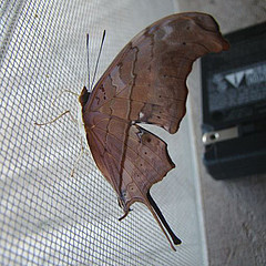 marpesia petreus ventral view