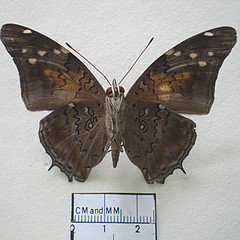 historis acheronta ventral